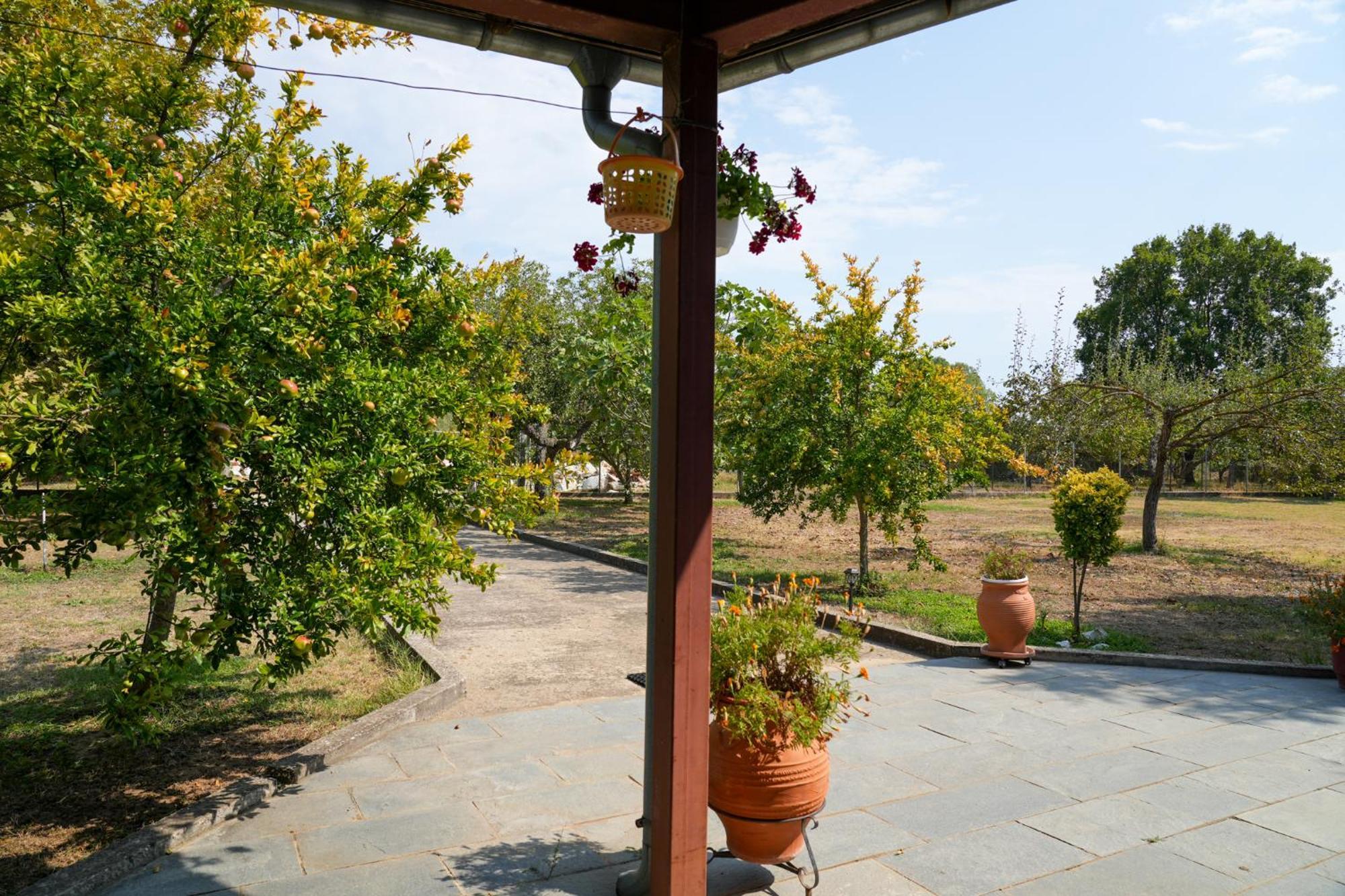 Olive Summer House Chrisi Ammoudia Exteriör bild